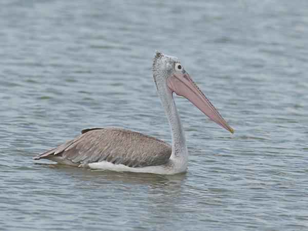 <h3><a href="/trips/srilanka/biota/animalia/chordata/aves/015 pelecaniformes/005 pelecanidae/pelecanus philippensis/pelecanus philippensis-nl.html">Pelecanus&nbsp;philippensis</a> / Spot‑billed&nbsp;pelican / Grijze&nbsp;pelikaan</h3>NIKON D500 met AF-S Nikkor 300mm f/2.8G IF-ED VR II, 1/6400 sec  bij F4.5, ISO 320, afstand 29.8&nbsp;m